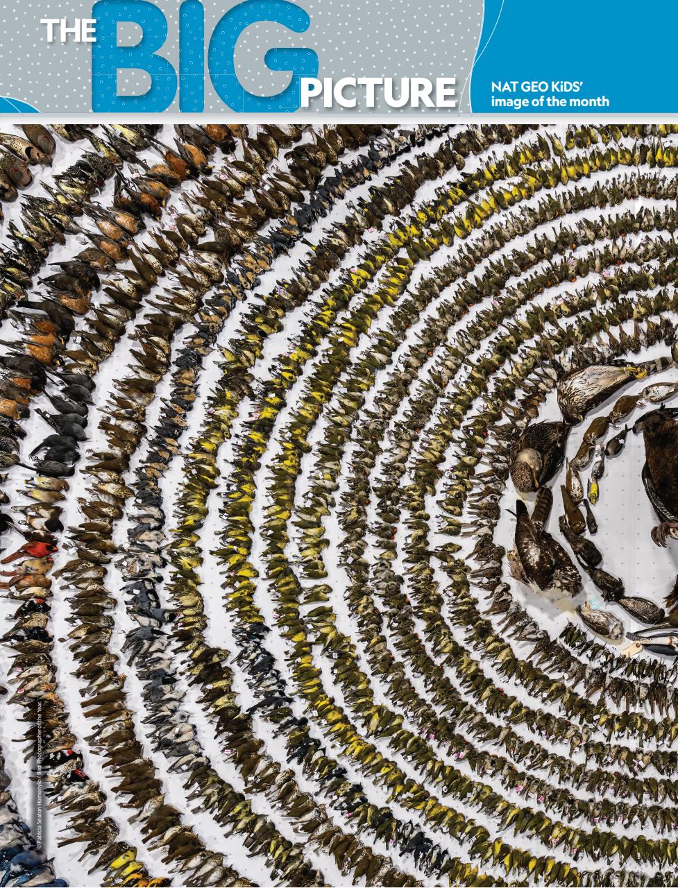 National Geographic Kids Preview Pages