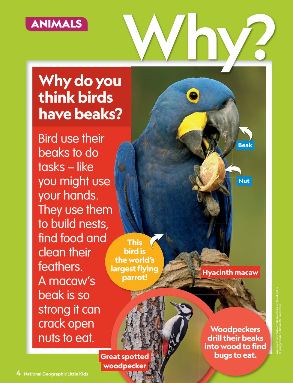 National Geographic Little Kids Preview Pages