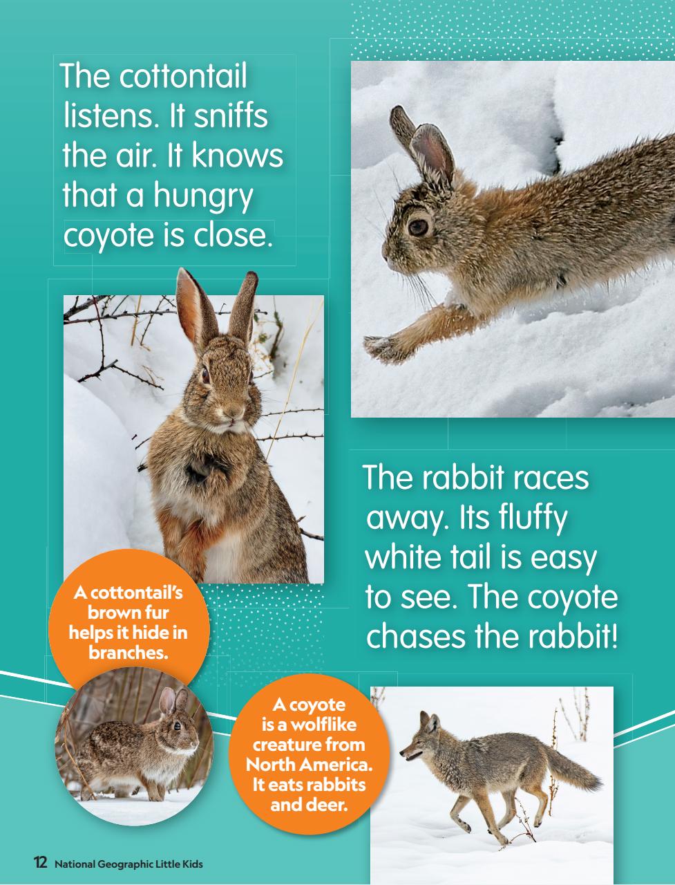 National Geographic Little Kids Preview Pages