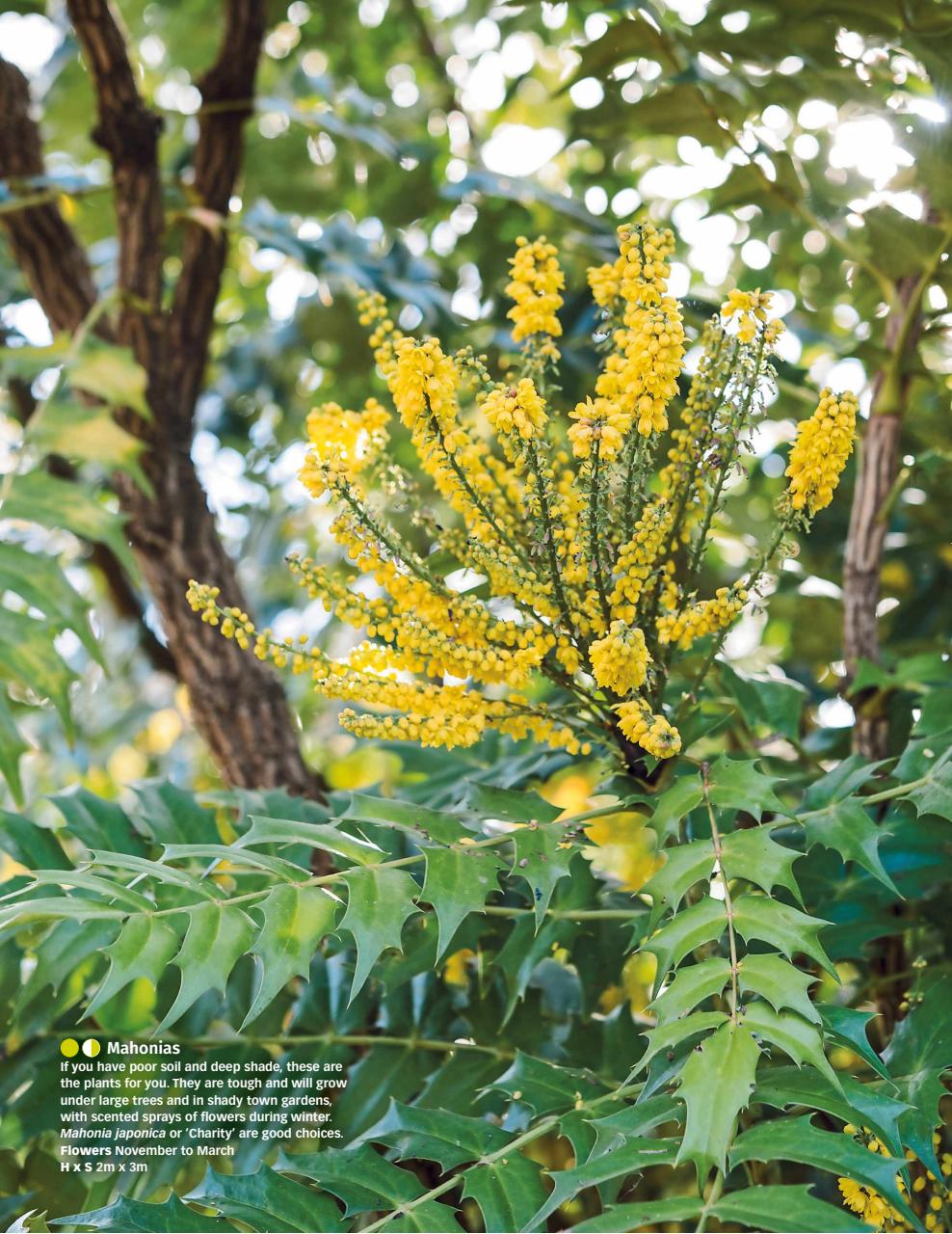 BBC Gardeners’ World Magazine Preview Pages