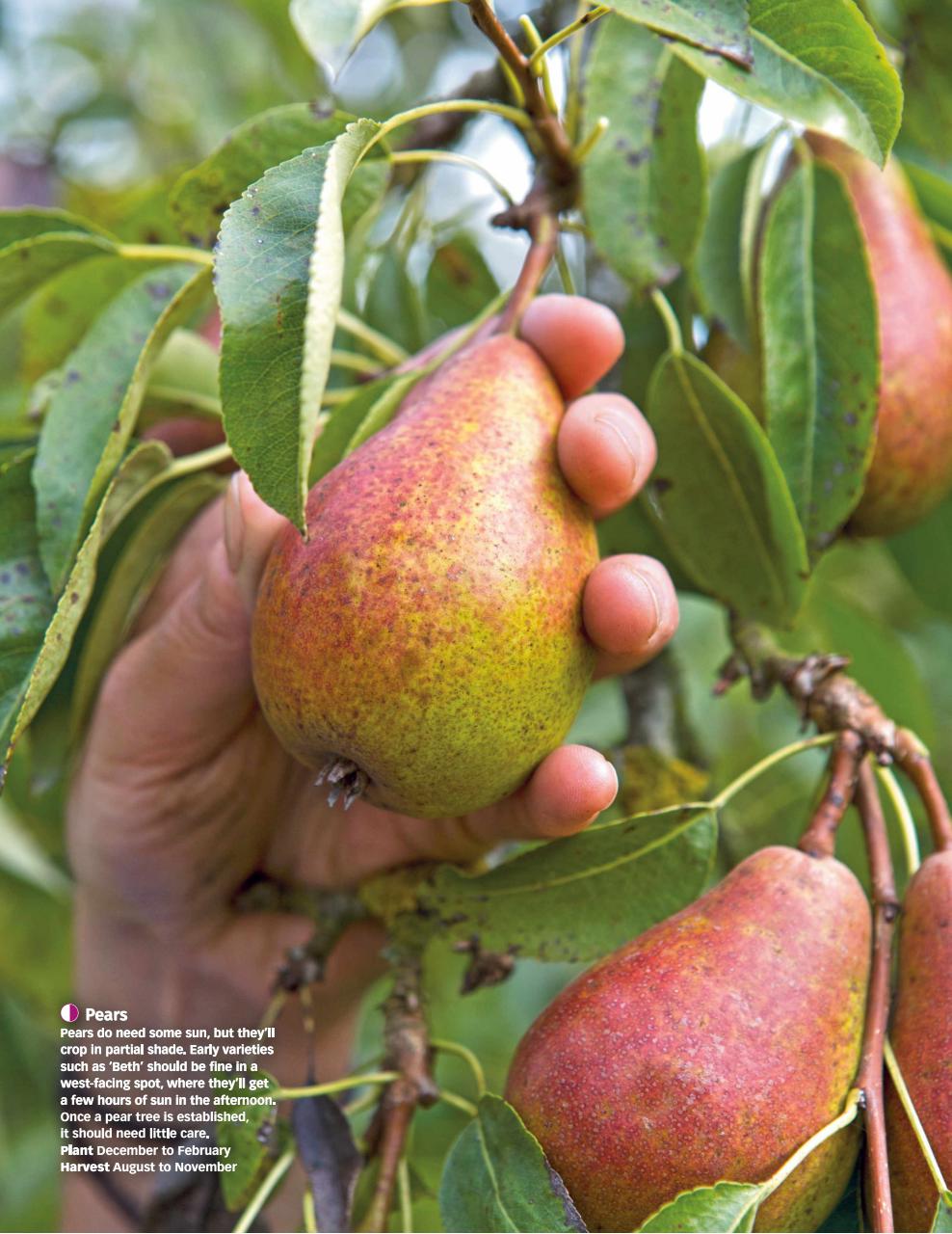 BBC Gardeners’ World Magazine Preview Pages