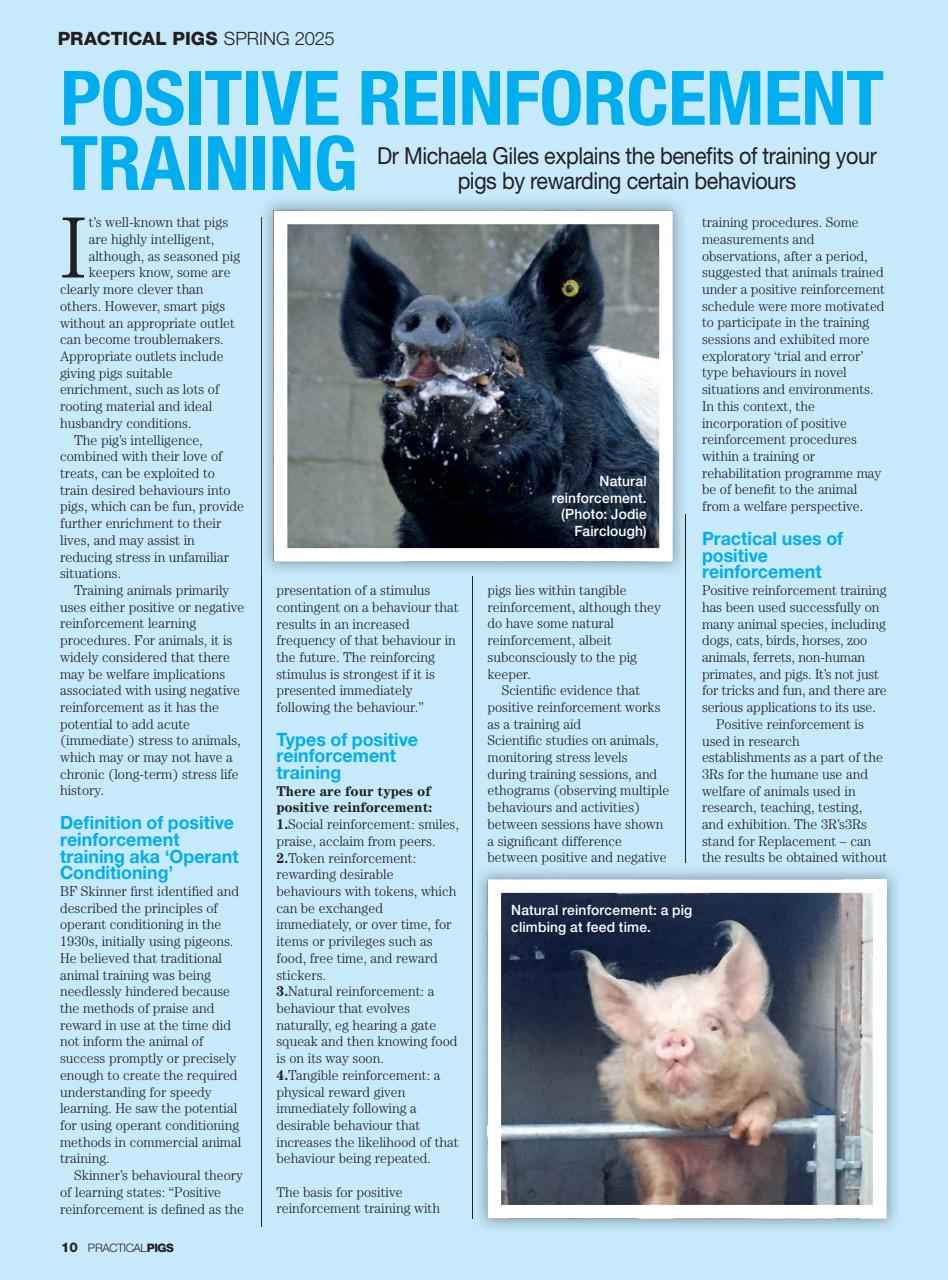 Practical Pigs Preview Pages