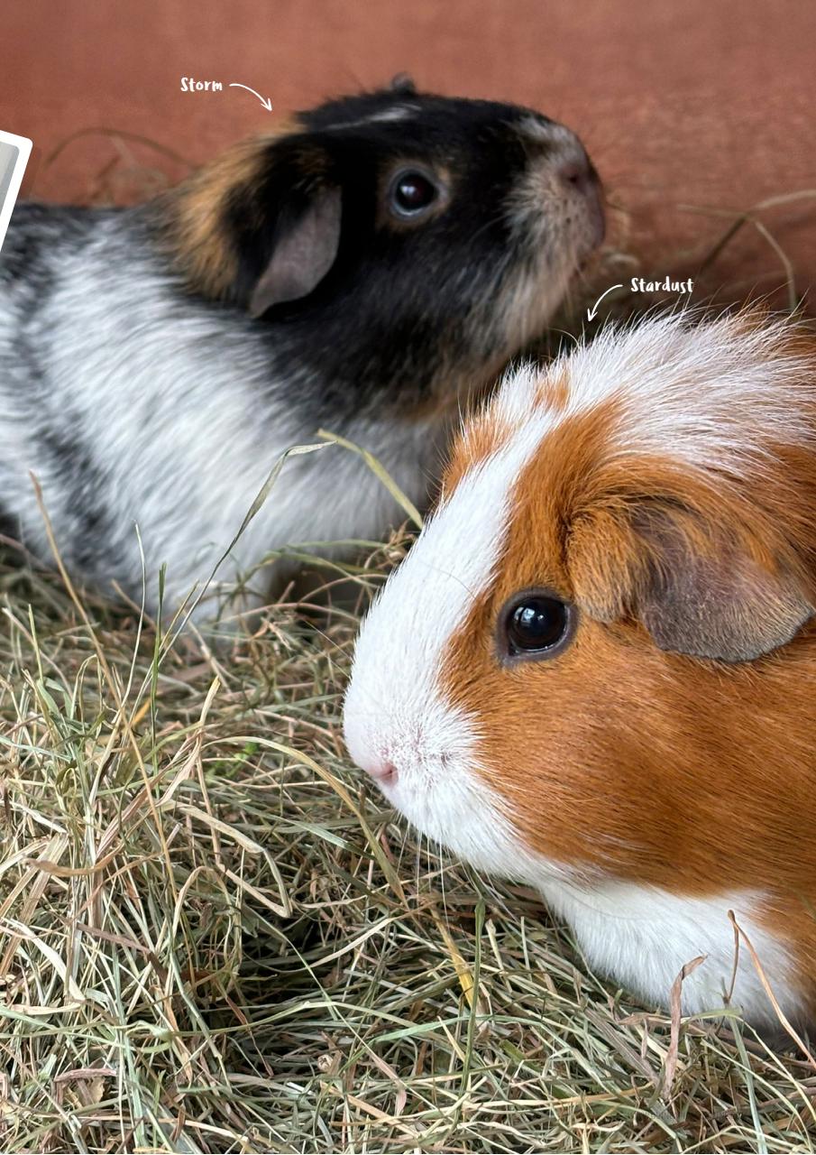 Guinea Pig Magazine Preview Pages