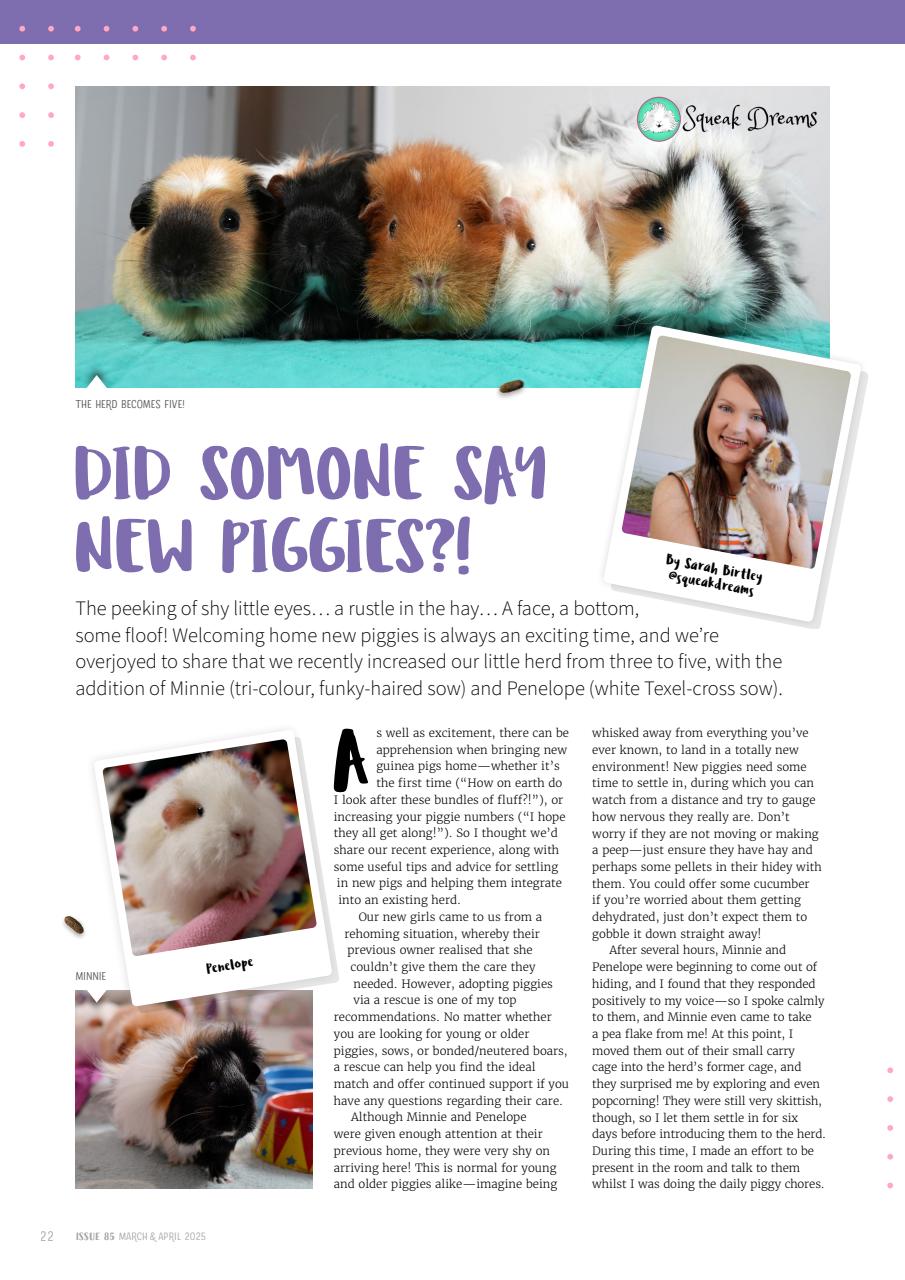 Guinea Pig Magazine Preview Pages