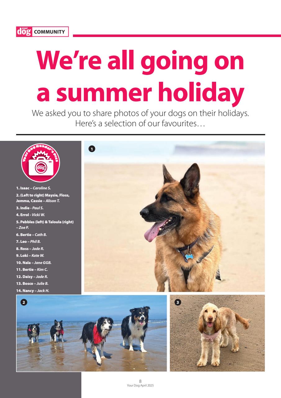 Your Dog Preview Pages