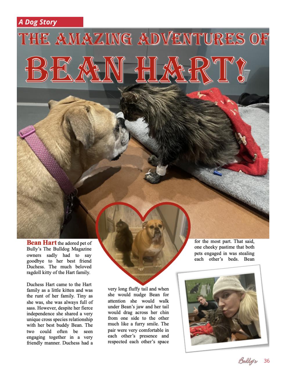 Bully’s - The Bulldog Magazine Preview Pages