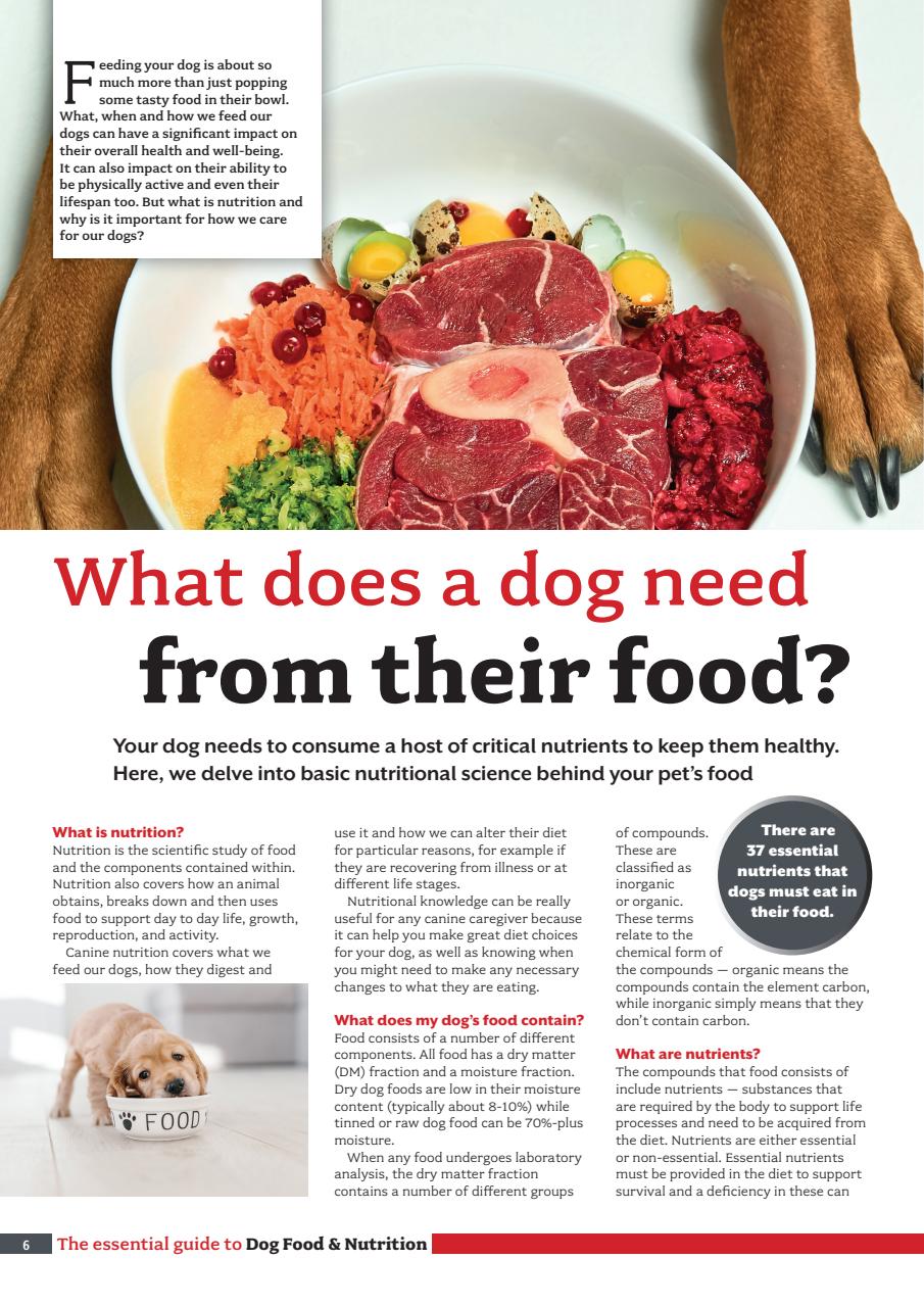 Your Dog Preview Pages