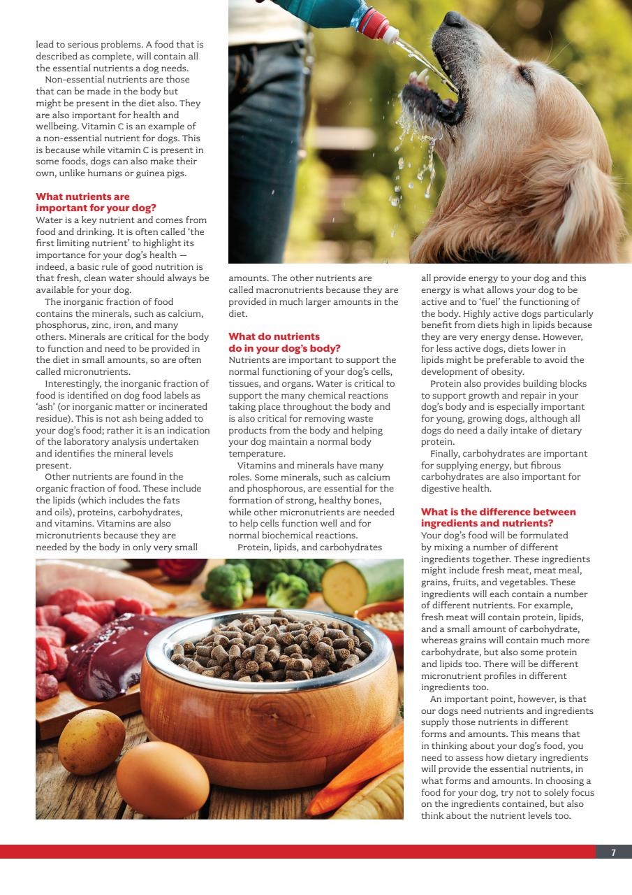 Your Dog Preview Pages