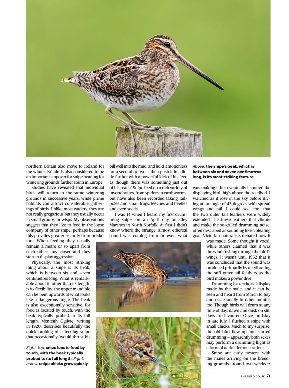 The Field Preview Pages