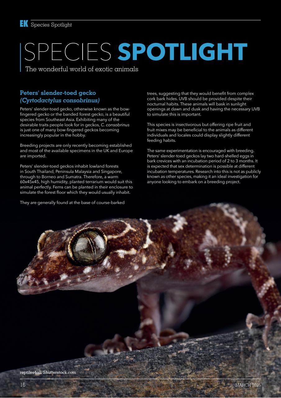 Exotics Keeper Preview Pages