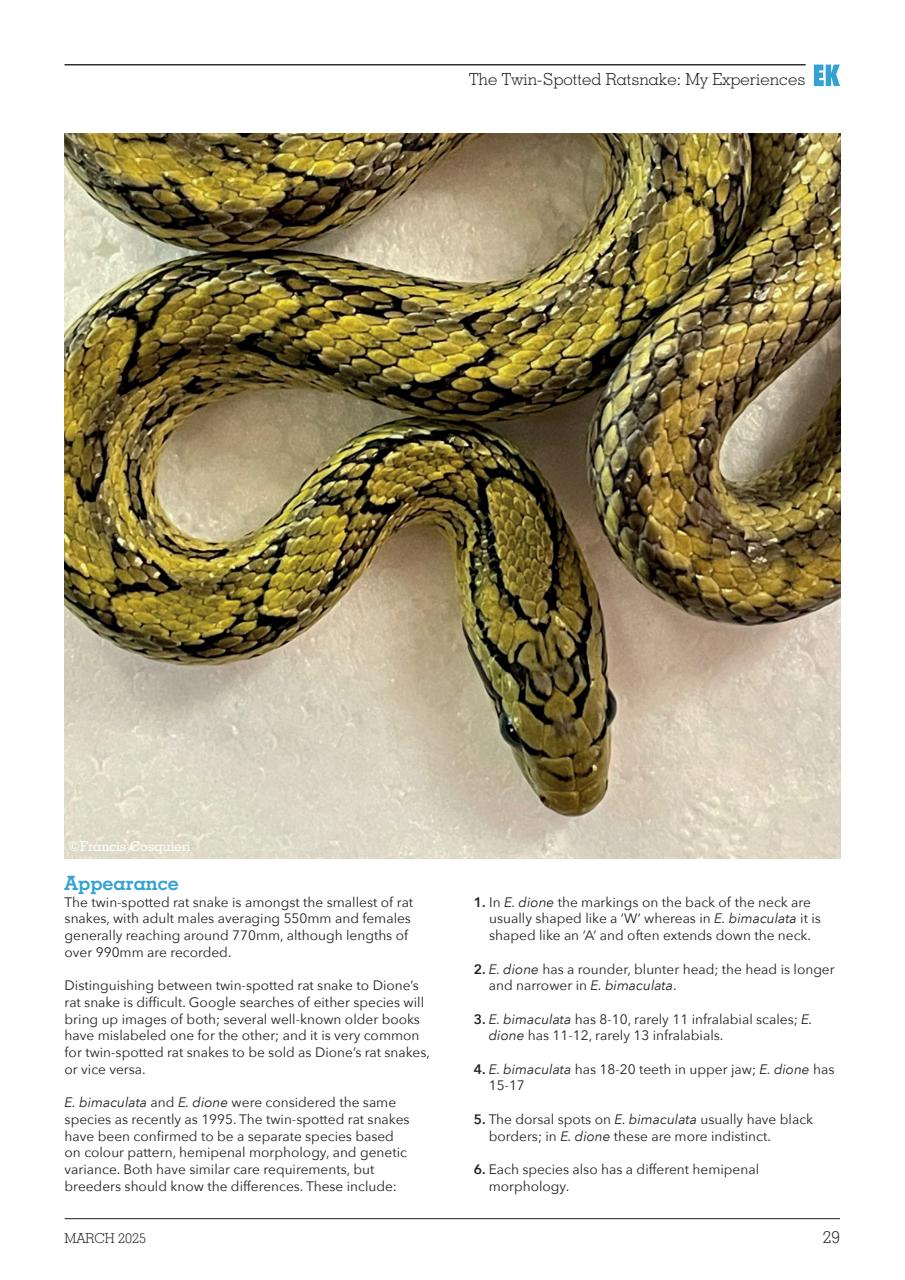 Exotics Keeper Preview Pages