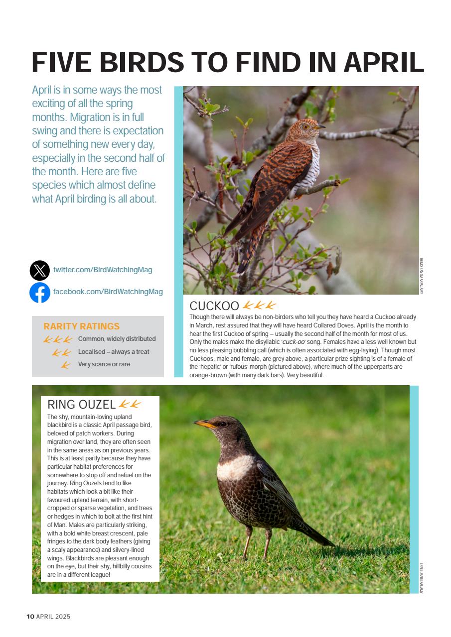 Bird Watching Preview Pages