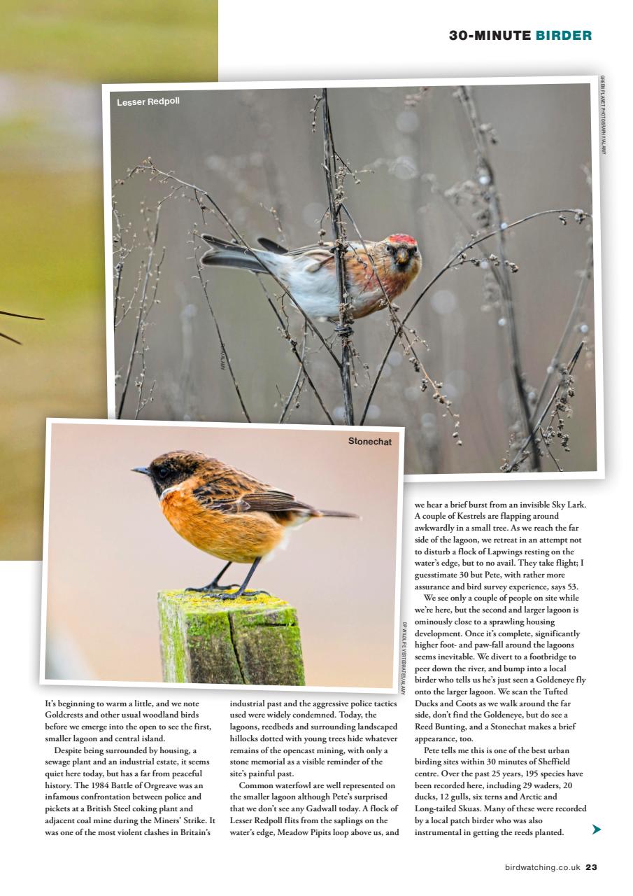 Bird Watching Preview Pages