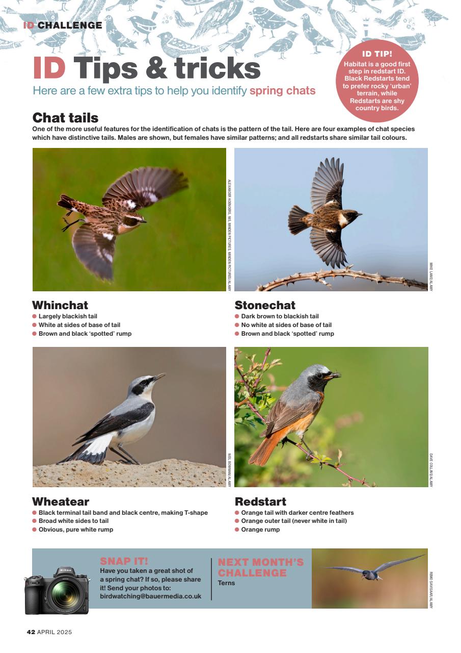 Bird Watching Preview Pages