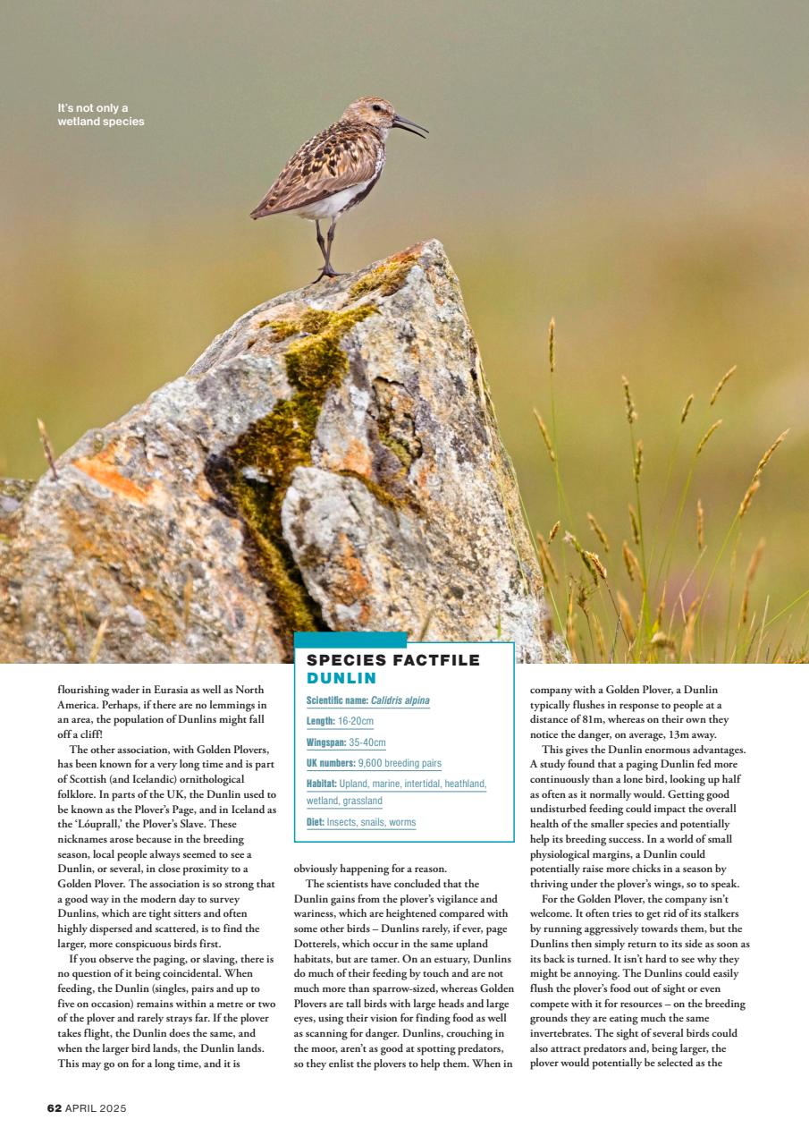 Bird Watching Preview Pages