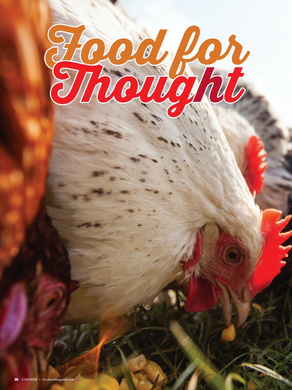 Chickens Magazine Preview Pages