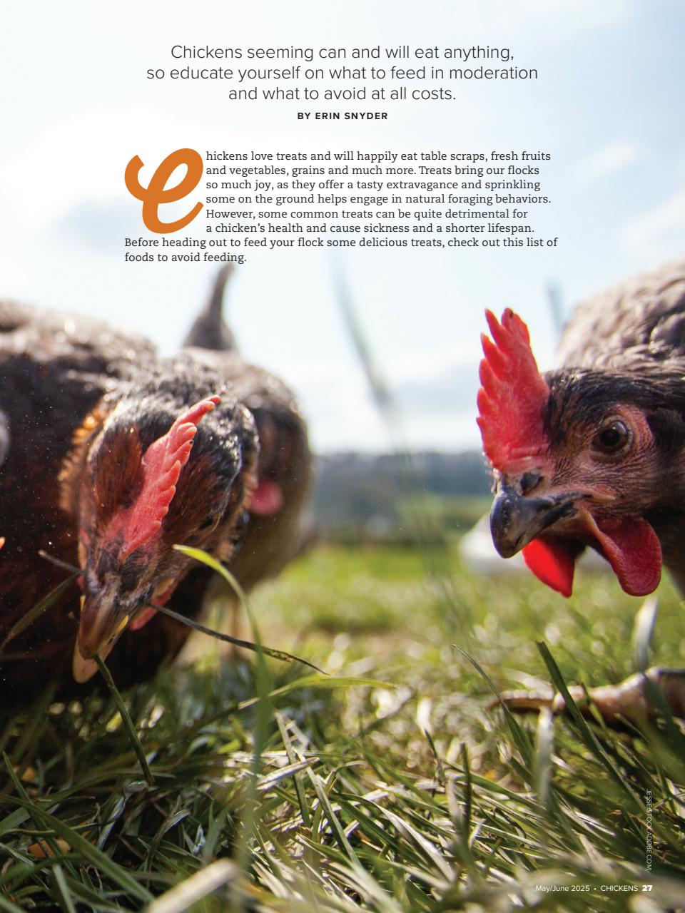 Chickens Magazine Preview Pages