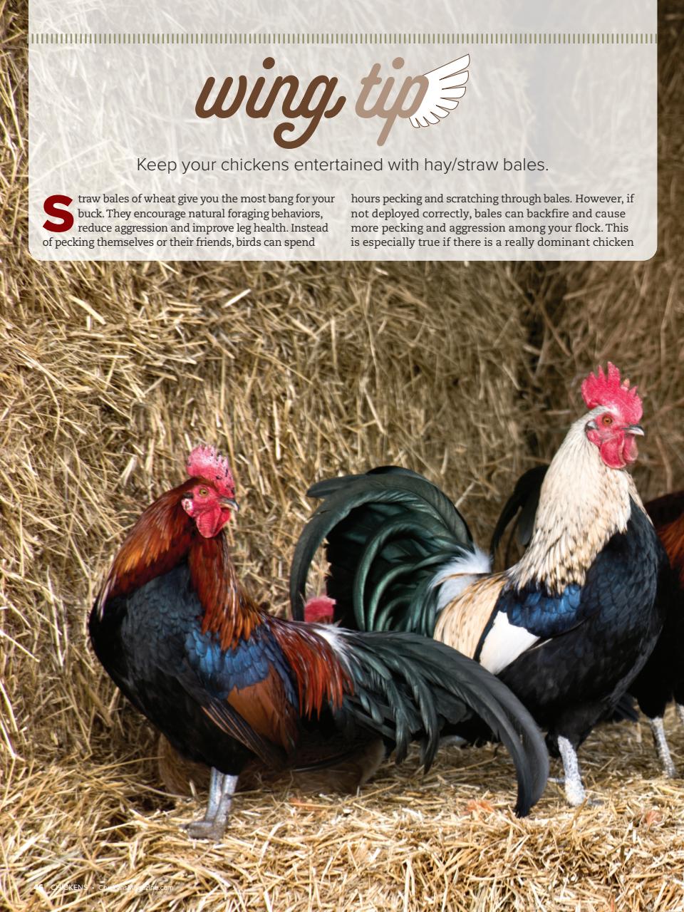 Chickens Magazine Preview Pages