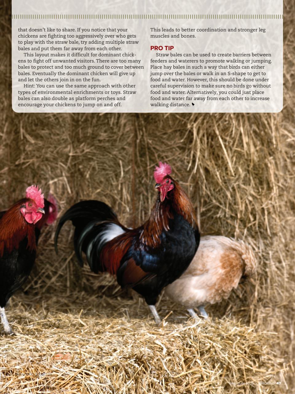 Chickens Magazine Preview Pages