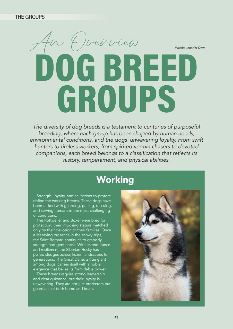 Edition Dog Preview Pages