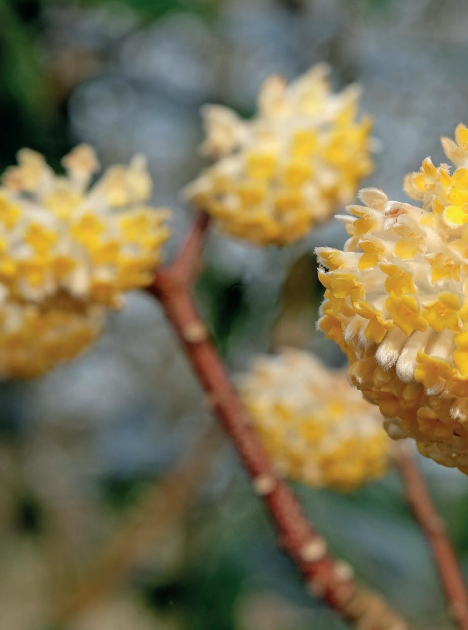 Amateur Gardening Preview Pages