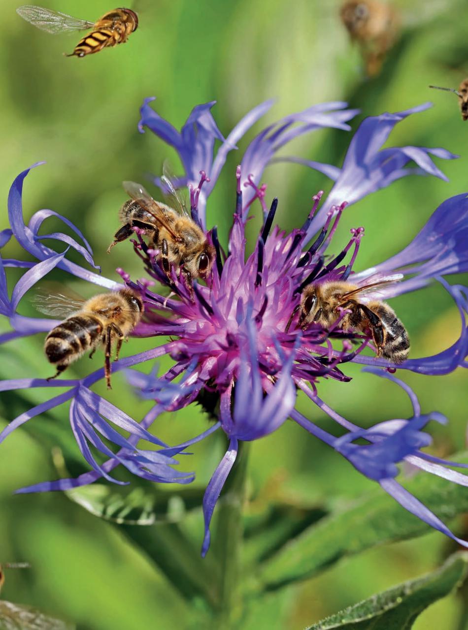 Amateur Gardening Preview Pages