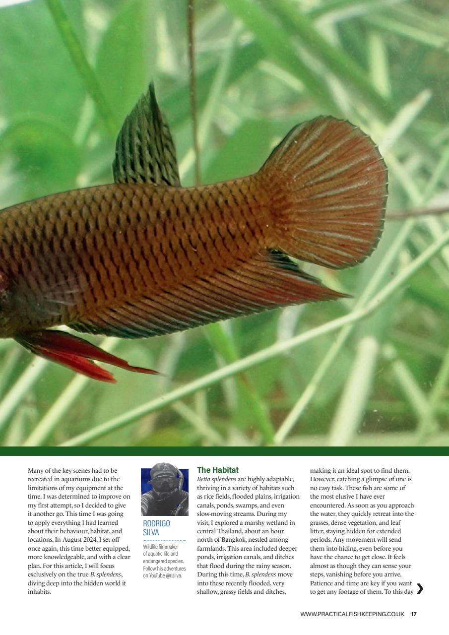 Practical Fishkeeping Preview Pages