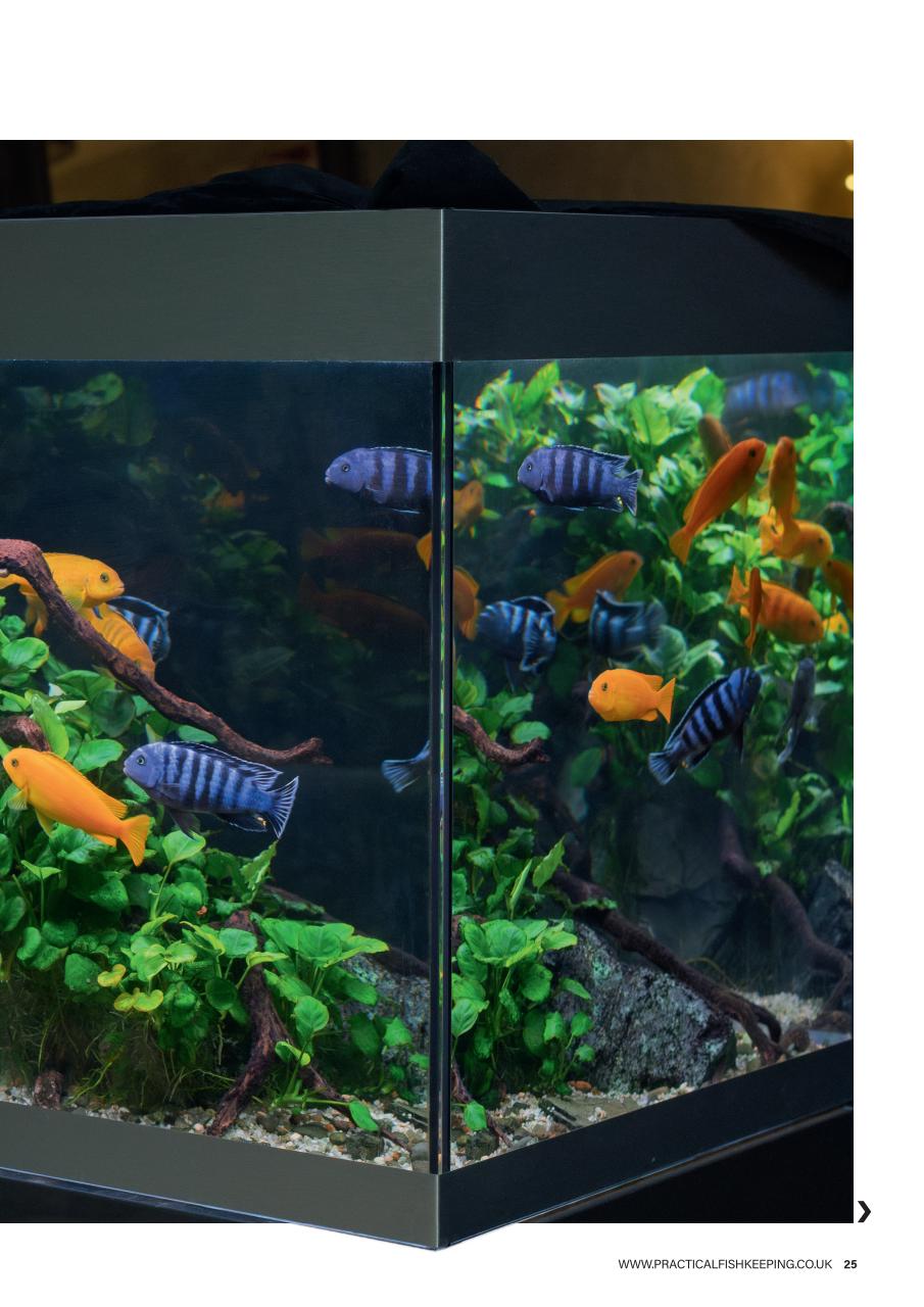 Practical Fishkeeping Preview Pages