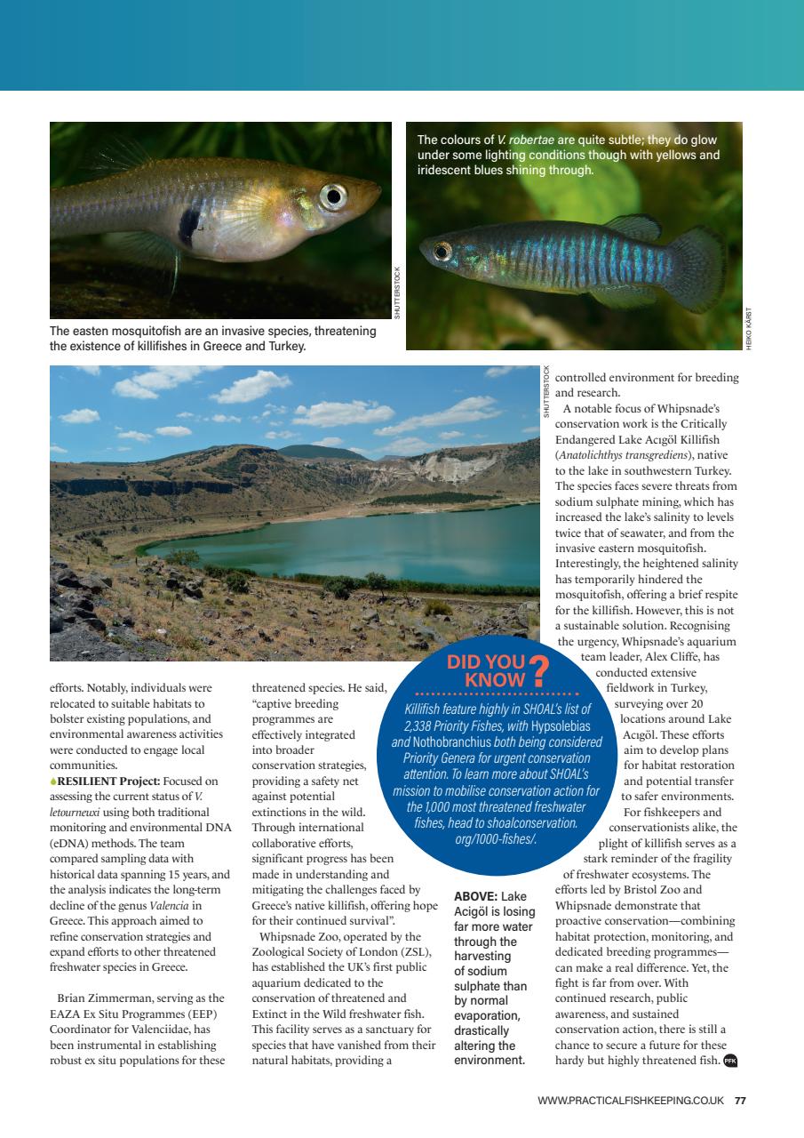 Practical Fishkeeping Preview Pages