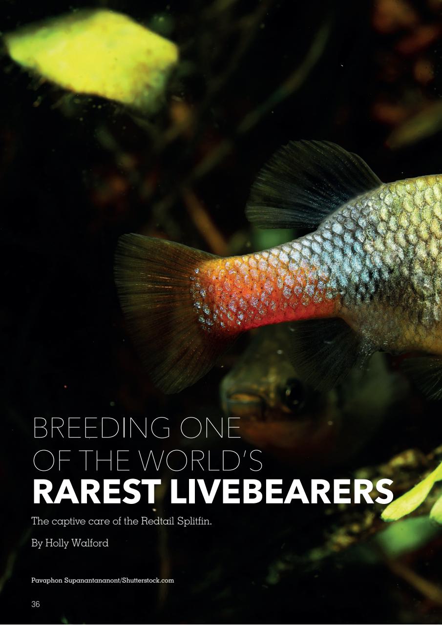 Exotics Keeper Preview Pages