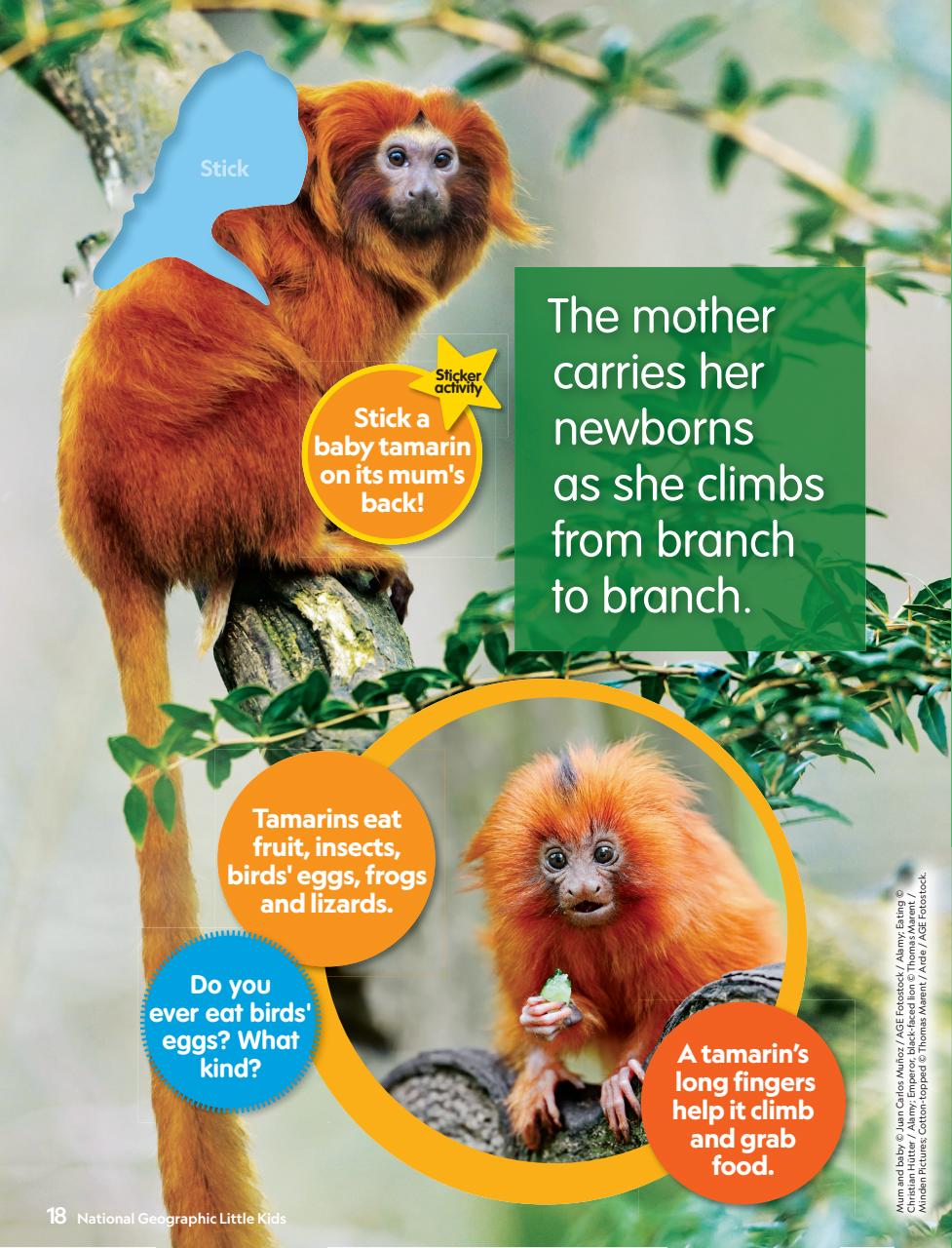 National Geographic Little Kids Preview Pages