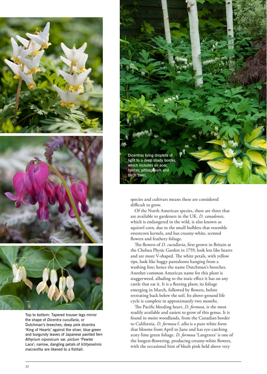 LandScape Preview Pages