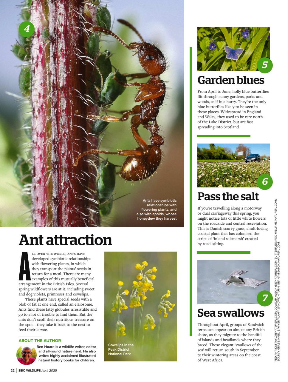 BBC Wildlife Magazine Preview Pages