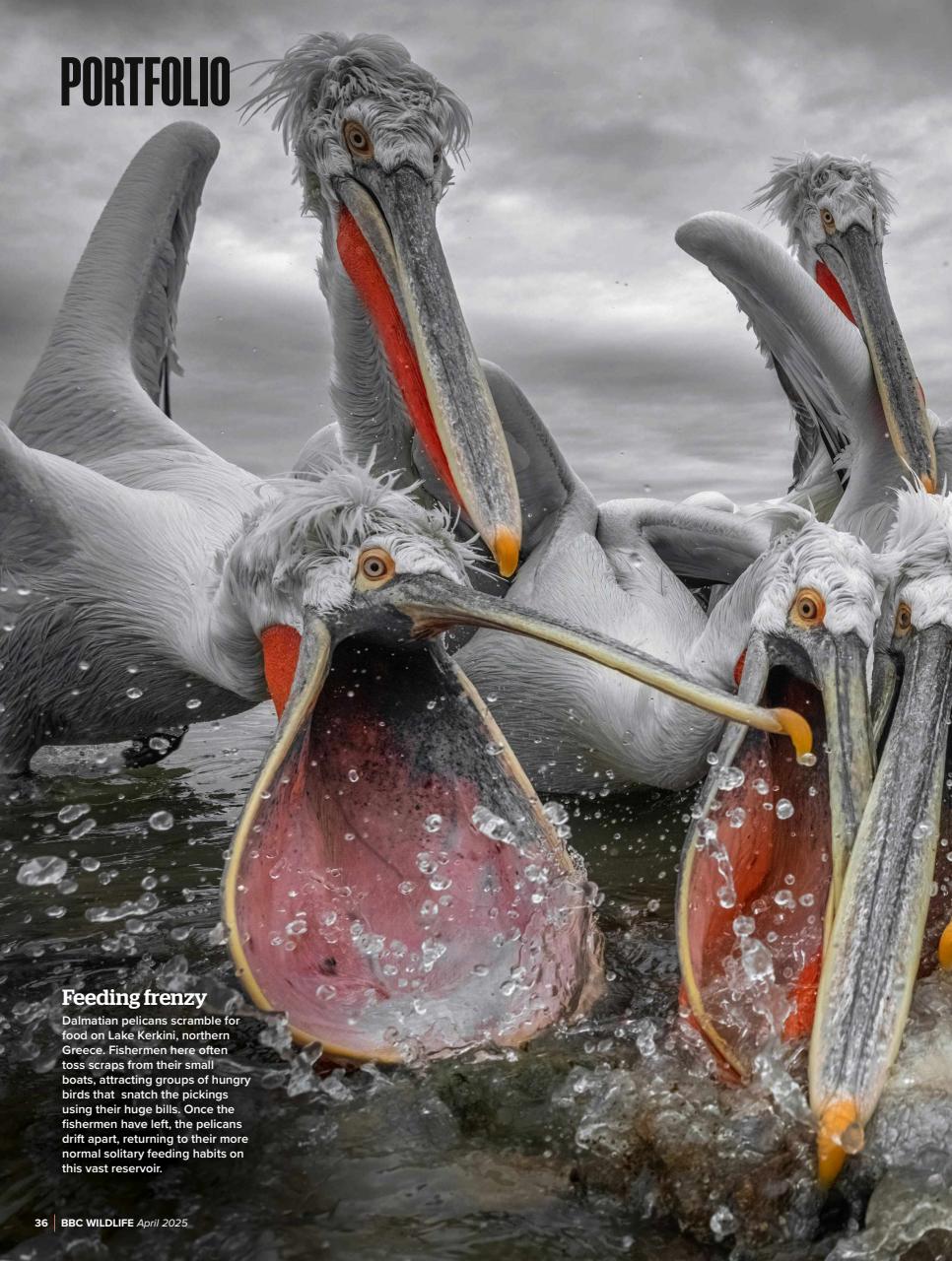 BBC Wildlife Magazine Preview Pages