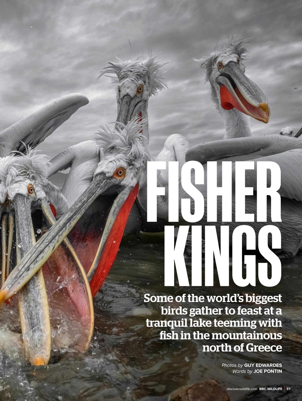 BBC Wildlife Magazine Preview Pages