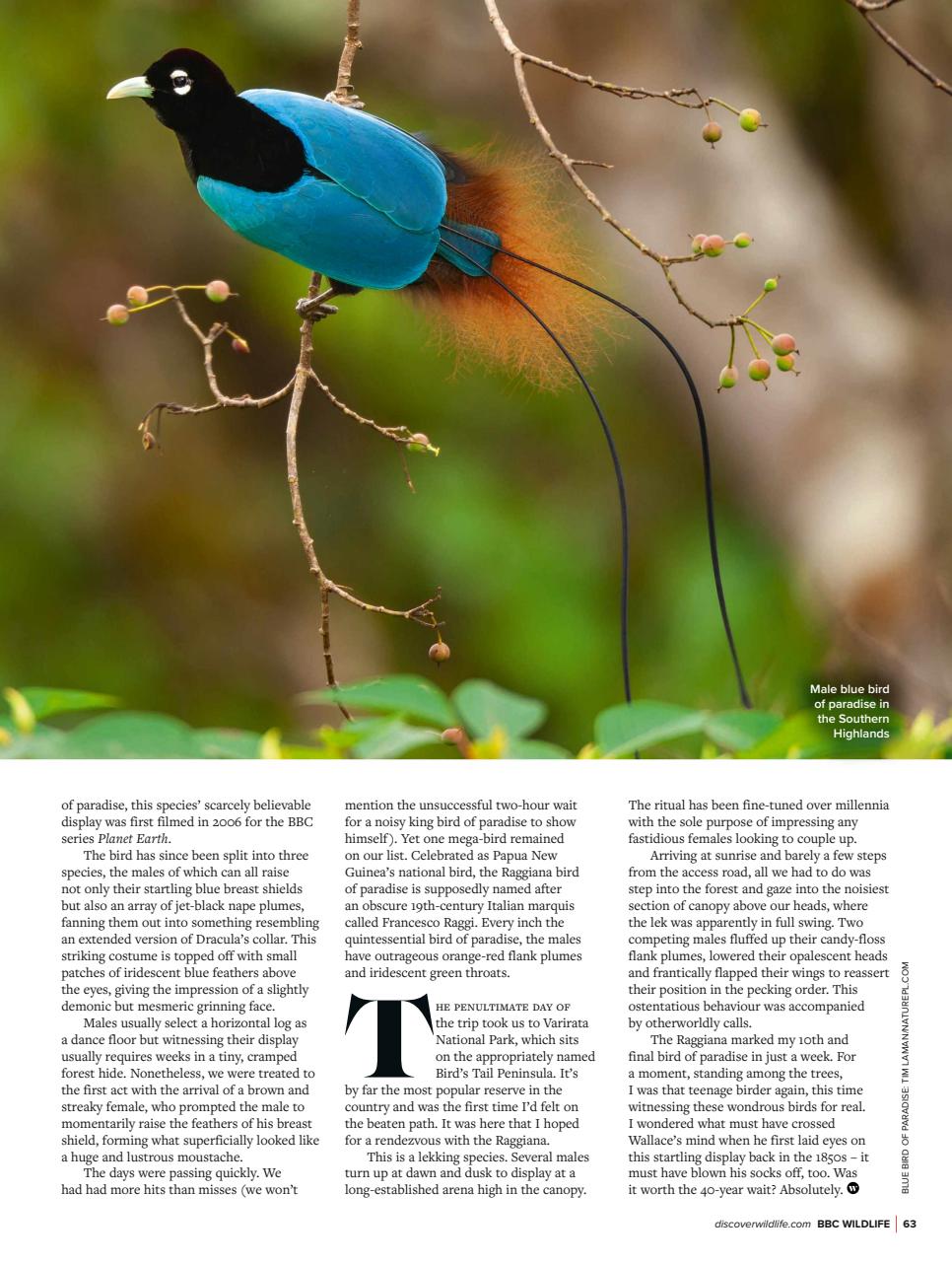 BBC Wildlife Magazine Preview Pages