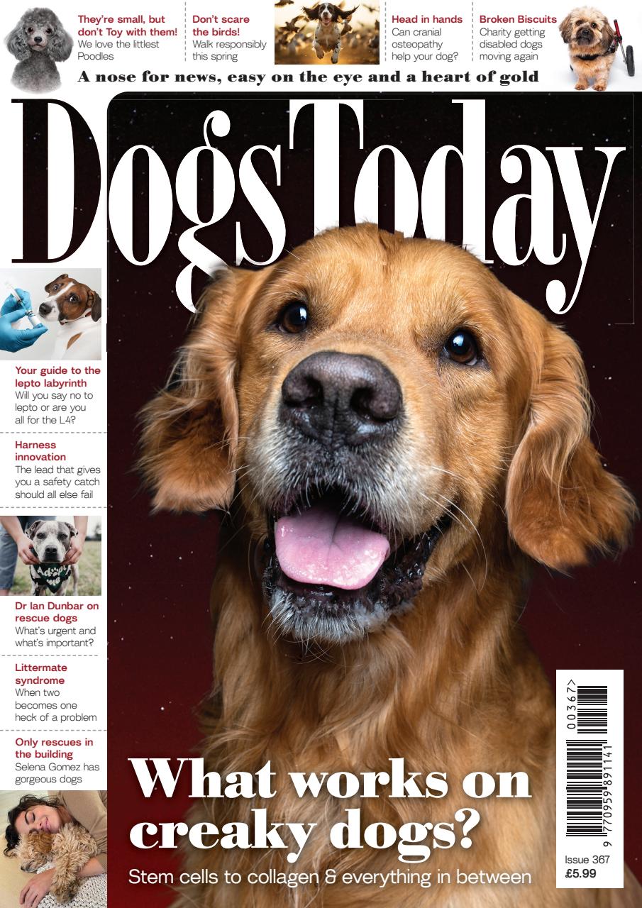 Dogs Today Magazine Preview Pages