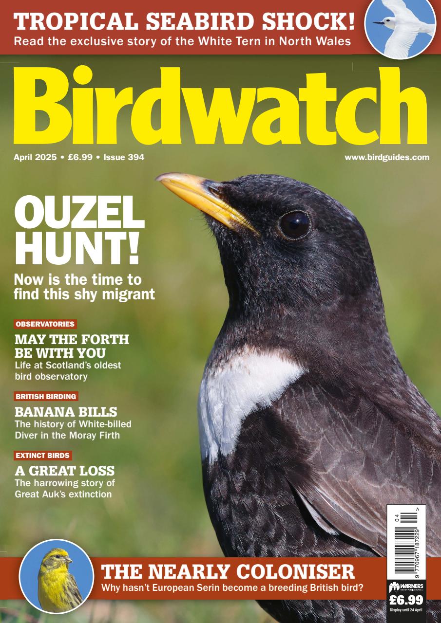 Birdwatch Magazine Preview Pages