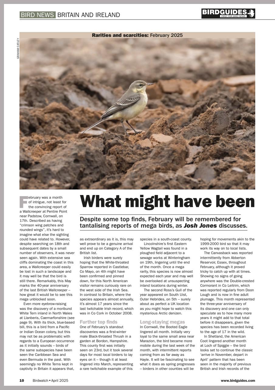 Birdwatch Magazine Preview Pages