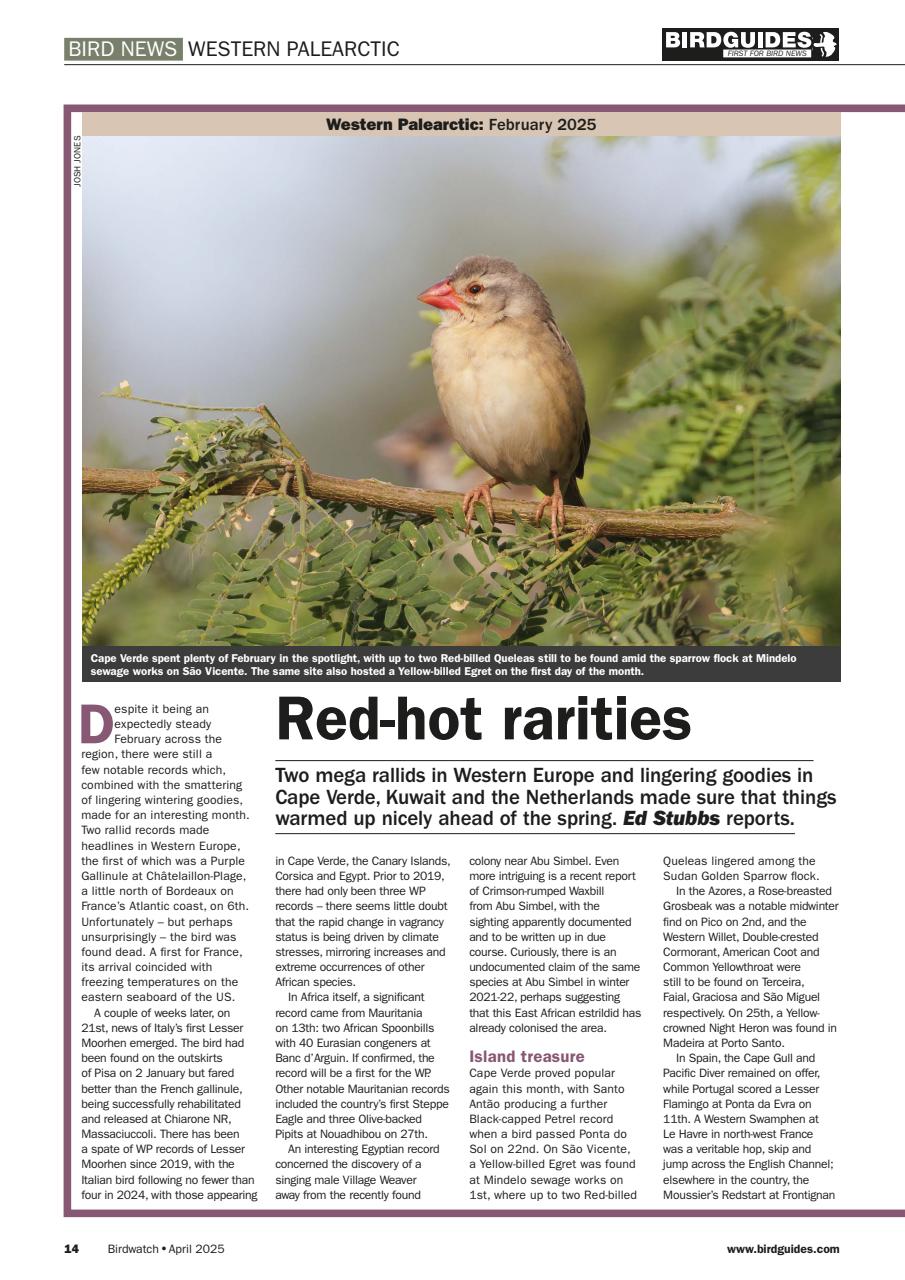 Birdwatch Magazine Preview Pages