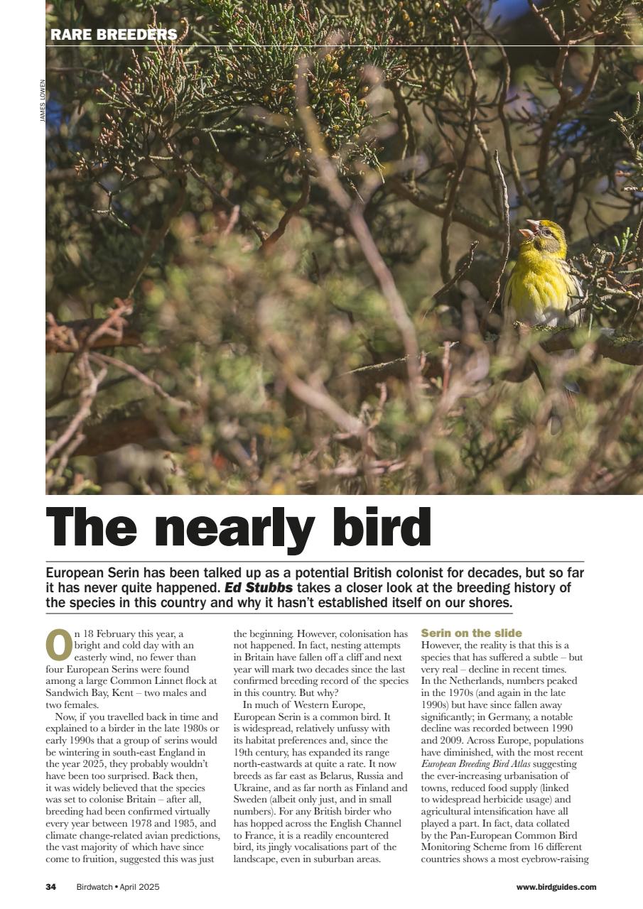 Birdwatch Magazine Preview Pages