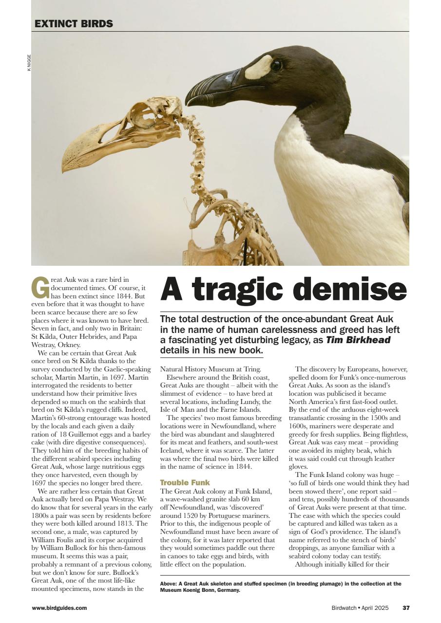 Birdwatch Magazine Preview Pages