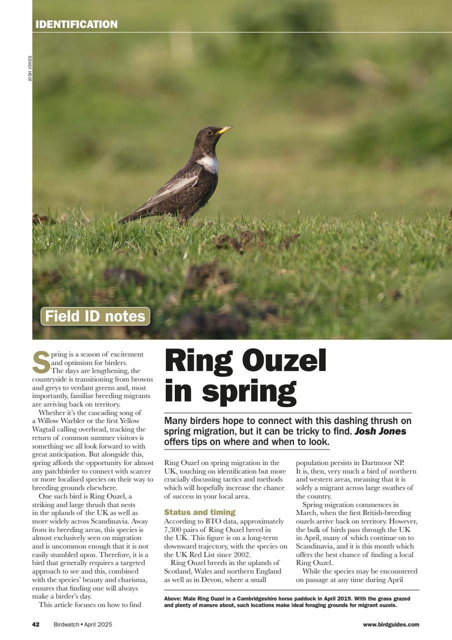 Birdwatch Magazine Preview Pages