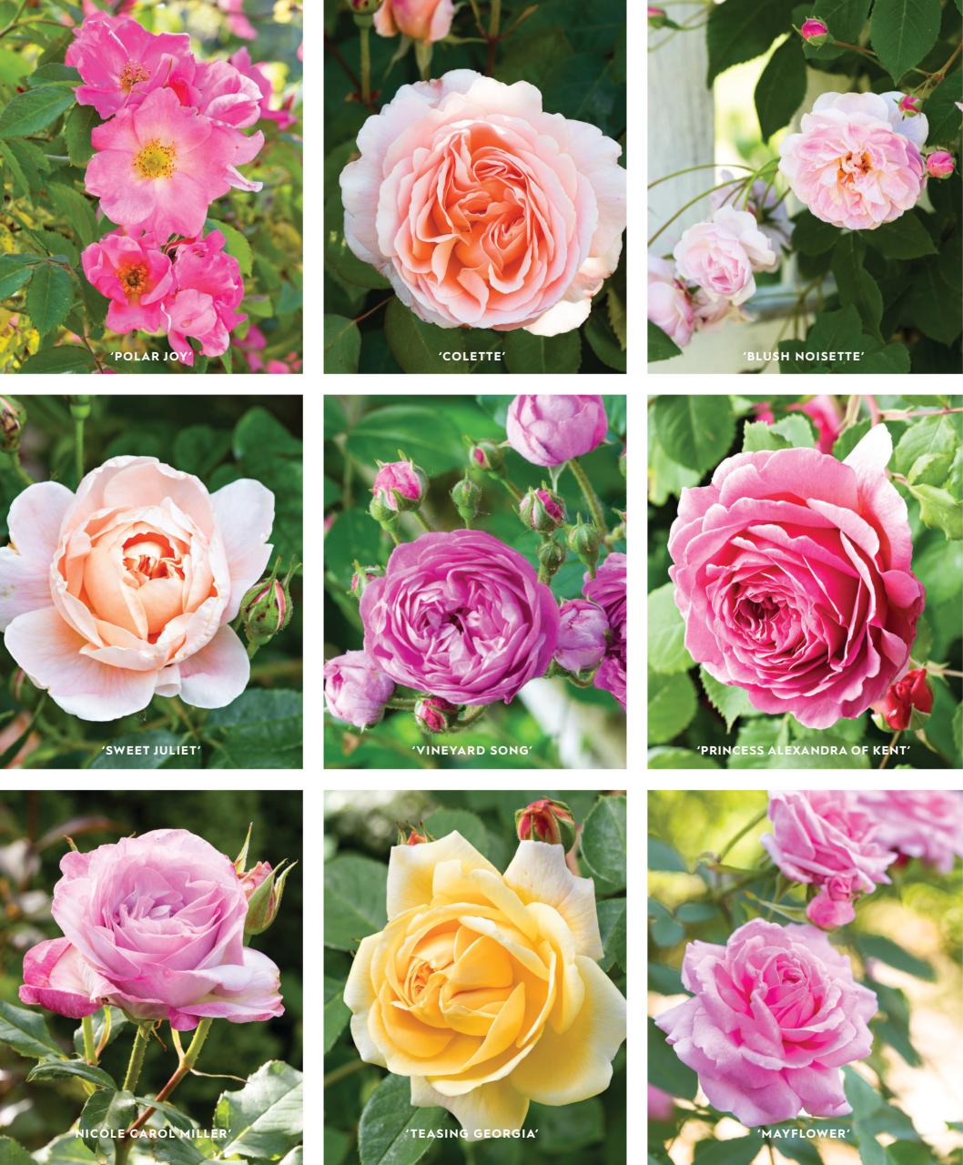 Better Homes & Gardens (US) Preview Pages