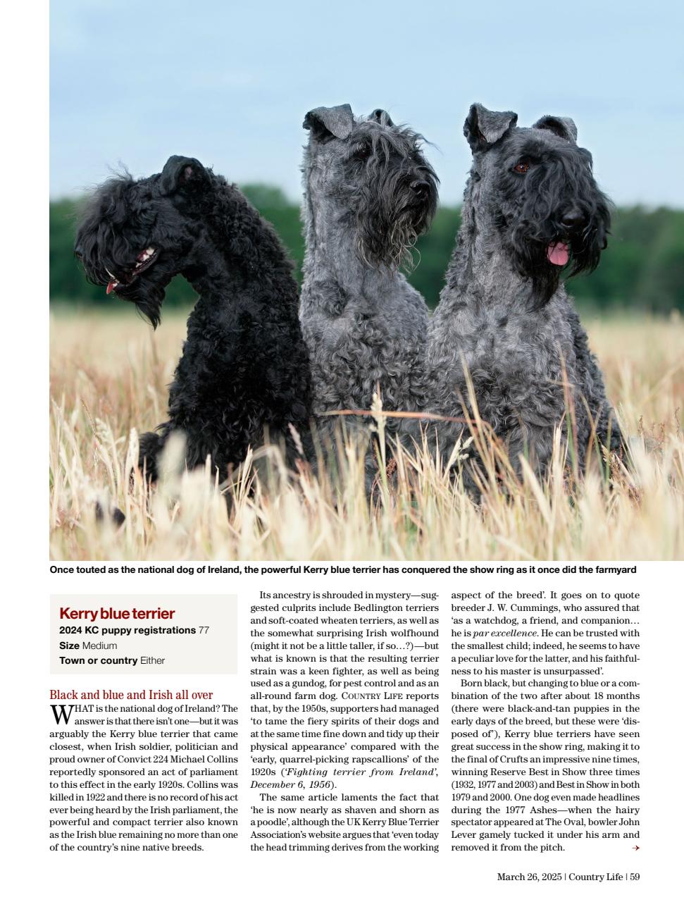 Country Life Preview Pages