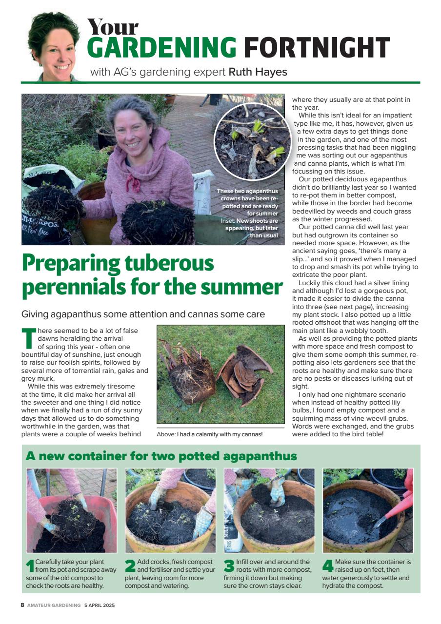 Amateur Gardening Preview Pages