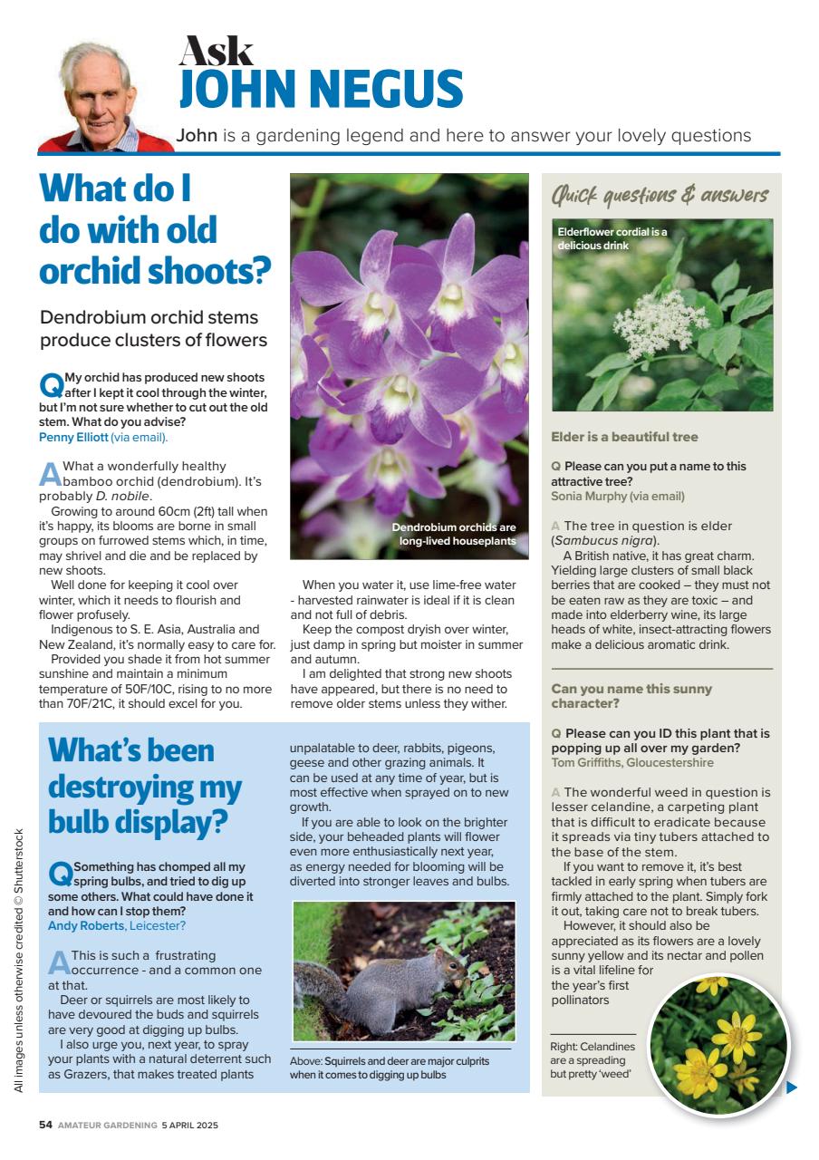 Amateur Gardening Preview Pages
