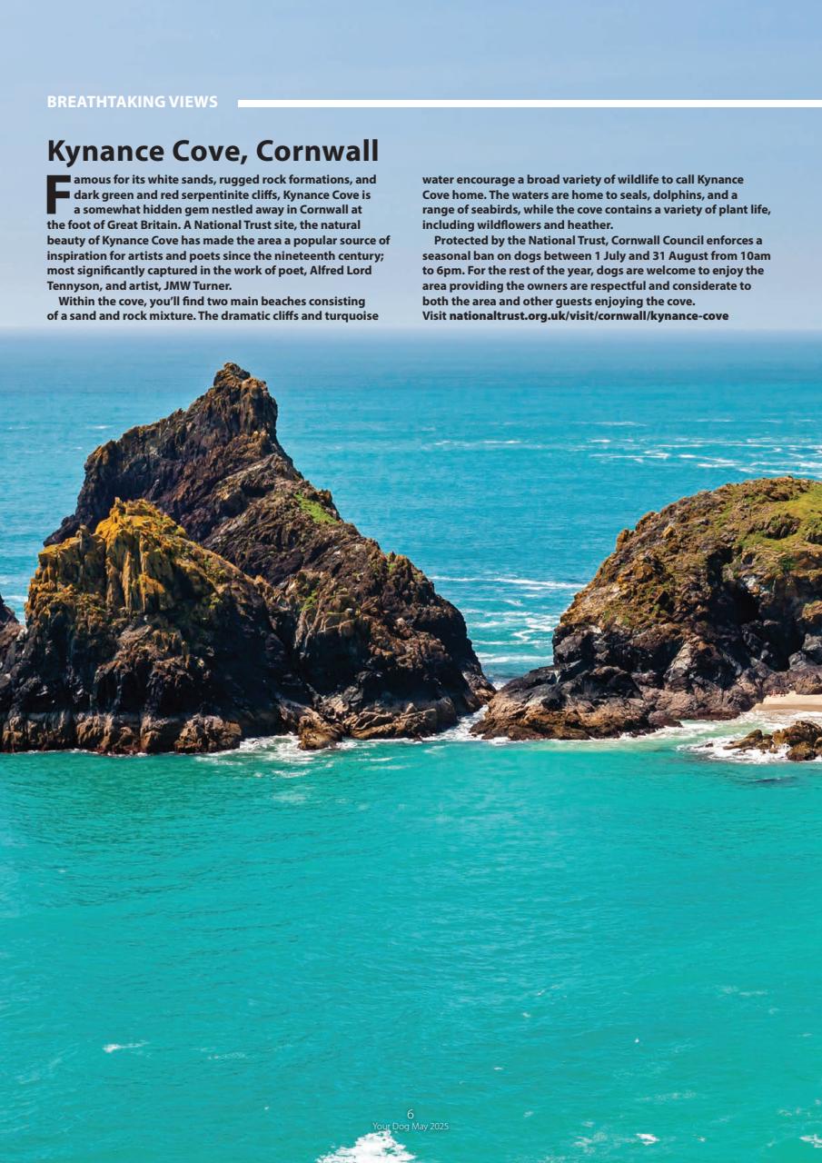 Your Dog Preview Pages