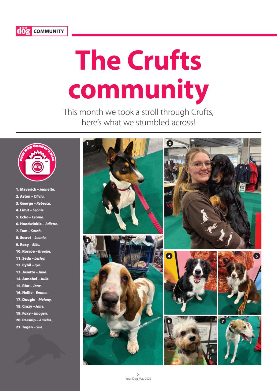 Your Dog Preview Pages