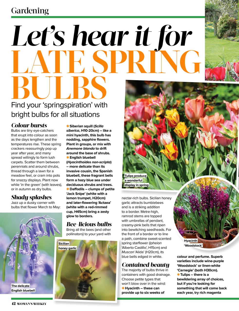 Woman's Weekly Preview Pages